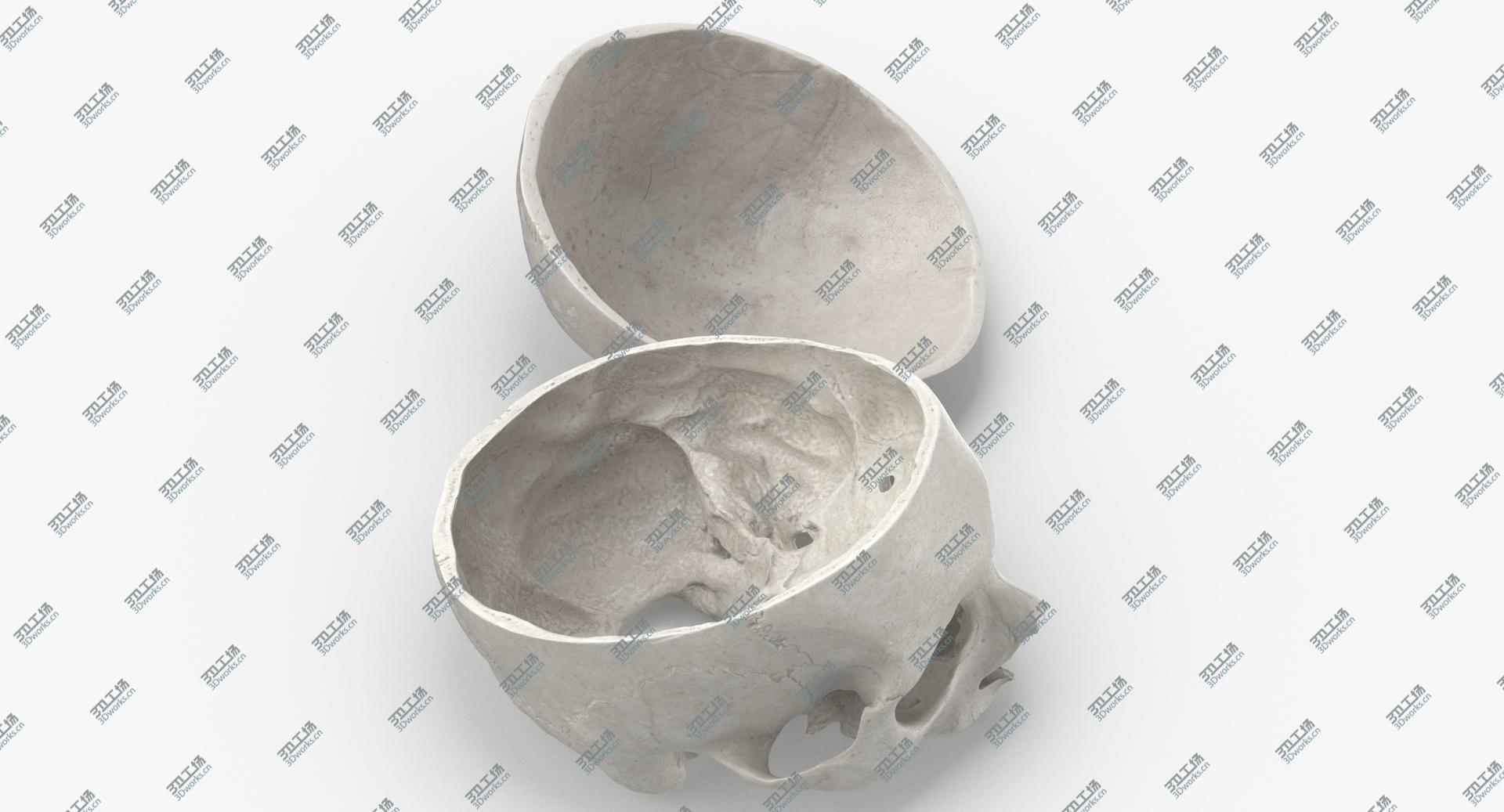 images/goods_img/202104091/Real Human Skull Cranial 02 Cut With Piece White Pose 03 3D model/3.jpg